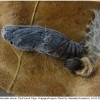 carch alceae pupa2 volg11